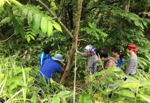 Bark collection, Kitakata, Fukushima - Choosing a tree