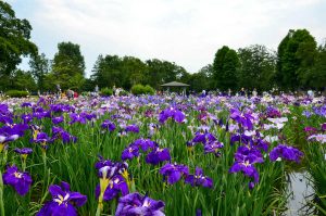 Katsushika Iris Festival