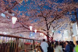 Meguro River during Sakura Season