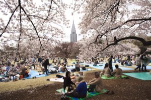 Shinjuku Gyoen Garden during Sakura Season