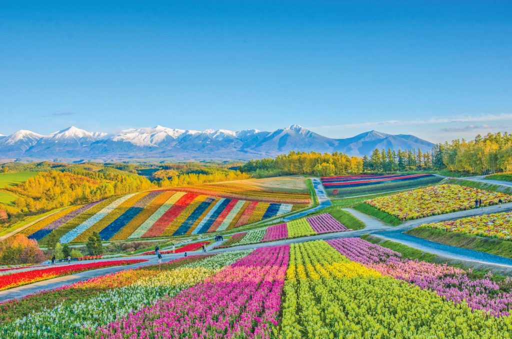 Colorful lavender field in Furano