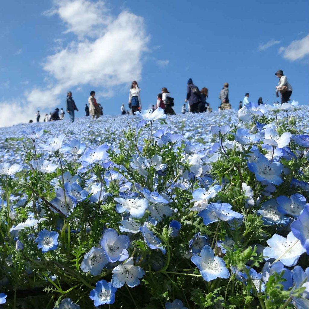 Hitachi Seaside Park is famous for its beautiful flower fields