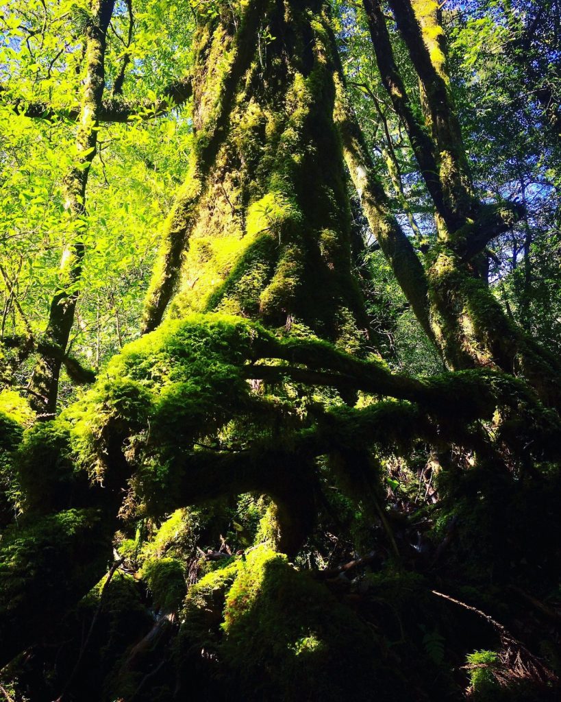 A Moss Covered Cedar in Shiratani Unsuikyo