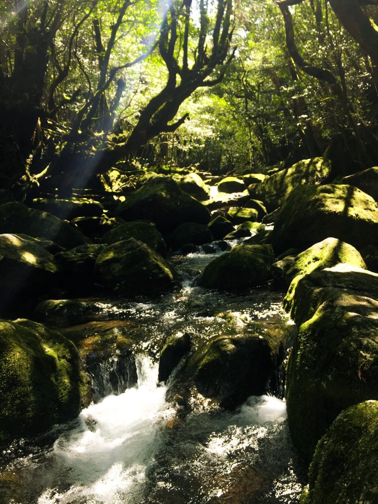 The Many Flowing Rivers of Yakushima