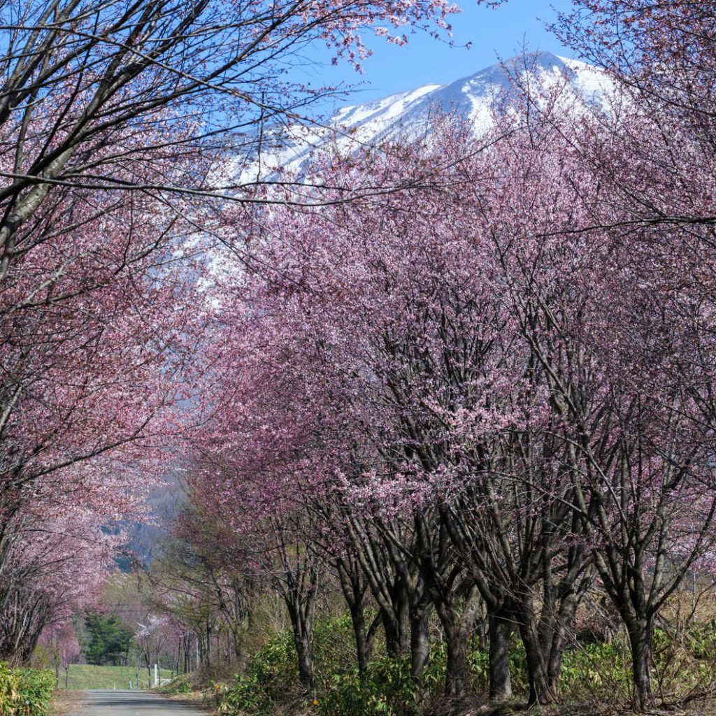 Cherry blossoms