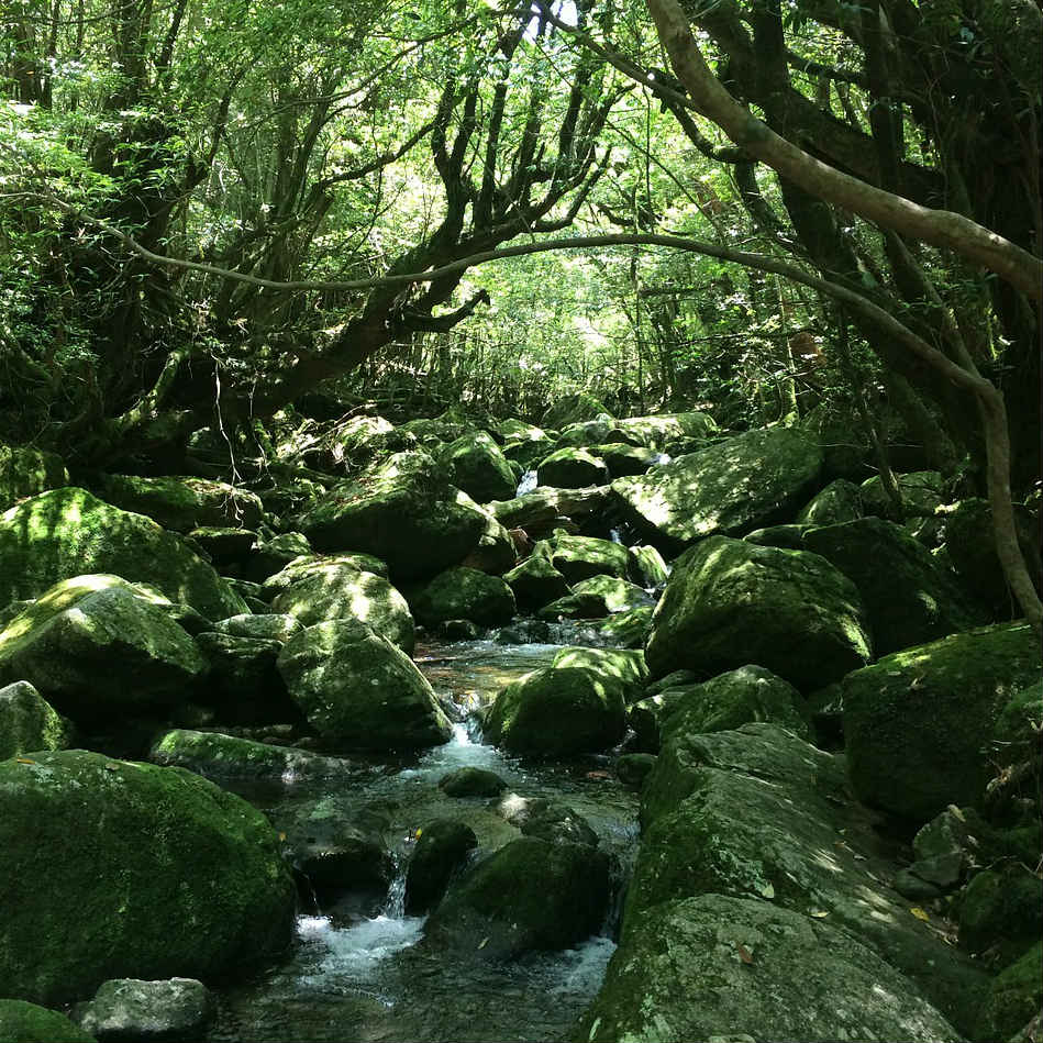 Forest on Yakushima