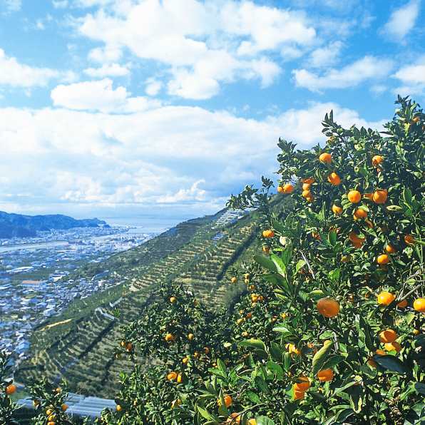 Wakayama is famous for its tasty mandarins