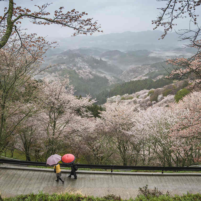 Yoshino Mountain