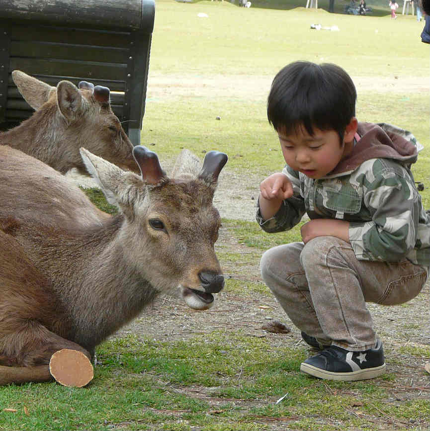 Deers in Nara Park