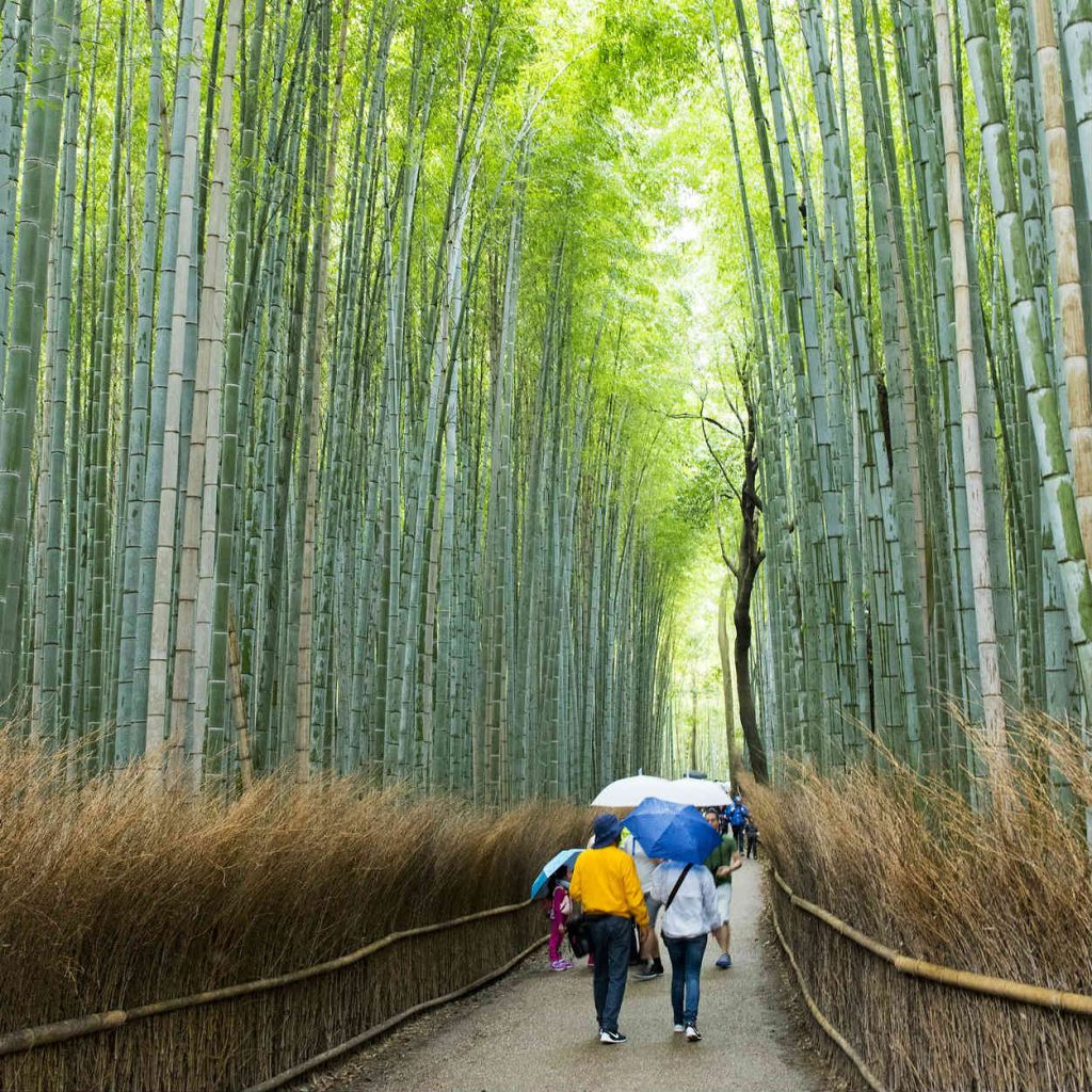 Bamboo Forest in Arashiyama, Kyoto