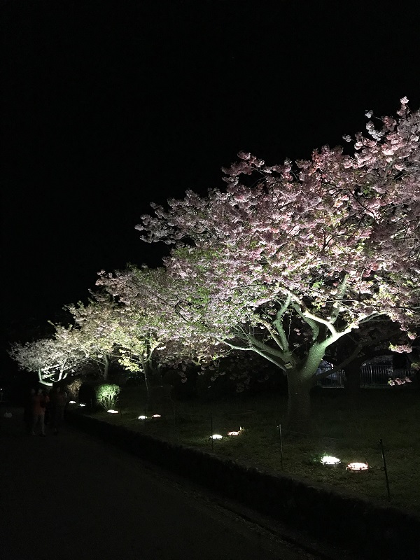 Cherry Blossom in Kawazu city, Japan