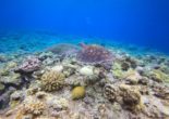 urtle Swimming near Zamami Island - Okinawa