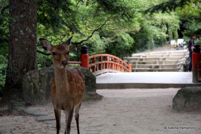 A deer in Miyajima island