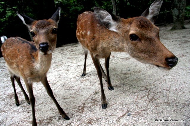 Two curious deers, Miyjima island