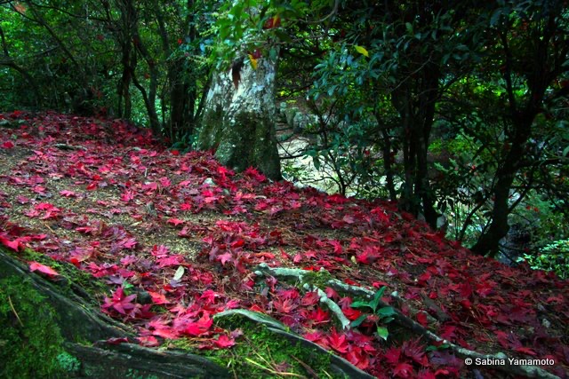 Maple leaves in Miyajima