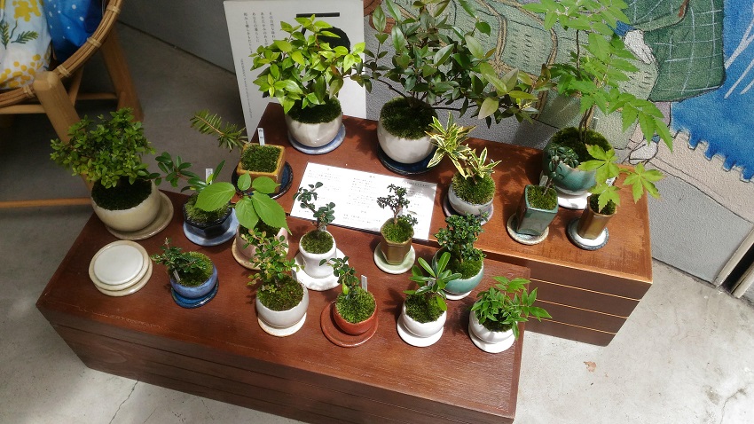 Bonsai trees for sale at a little shop in Kagurazaka