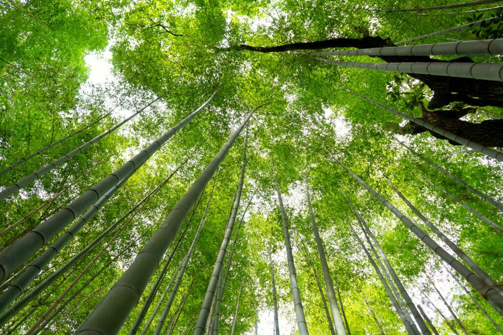 Arashiyama Bamboo Grove in Kyoto