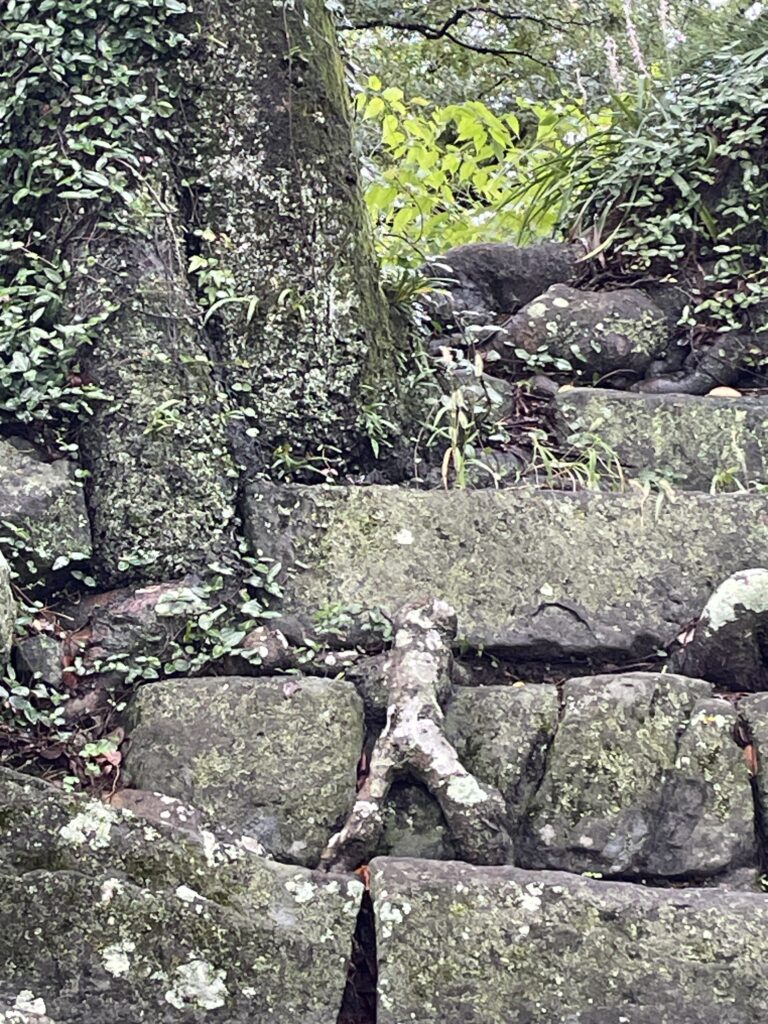 A tree root resembling a small figure climbing up stone steps, a popular spot that draws attention from visitors.