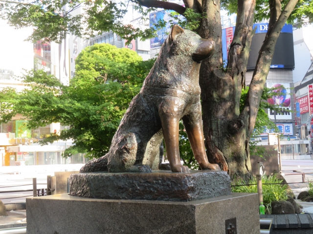 The bronze Hachiko statue near Shibuya Station, surrounded by greenery.