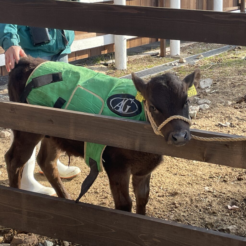 A calf wearing a green protective vest standing behind a wooden fence on a sunny day.