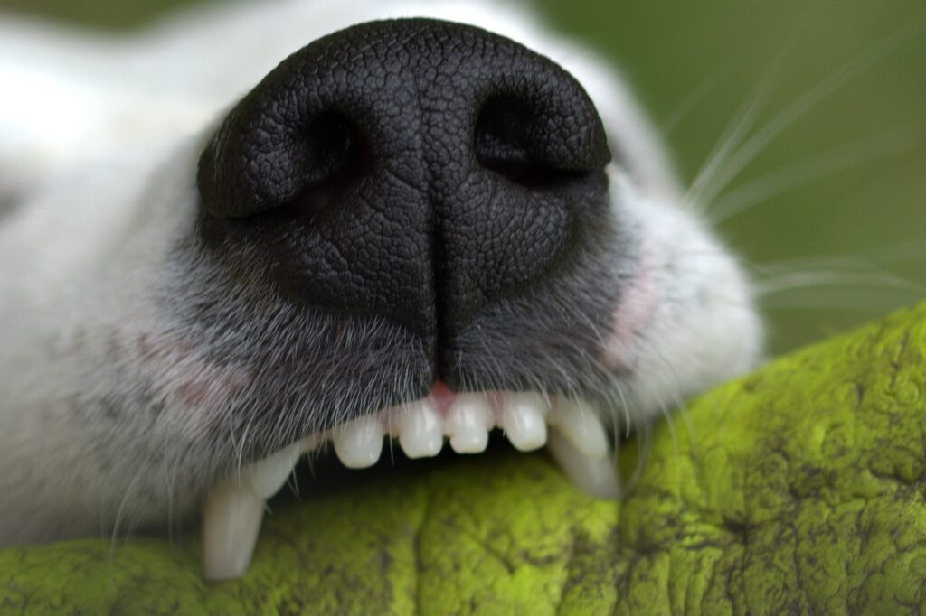 Close-up of a dog's nose and teeth biting into a green leaf, emphasizing dental health for all.