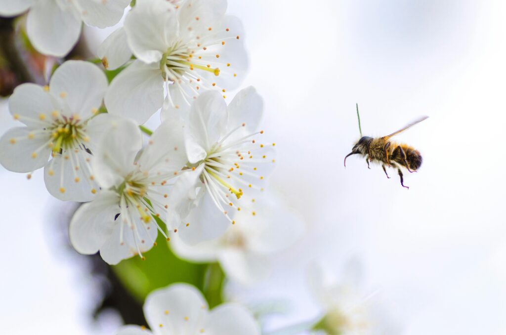 A bee hovering near blooming white flowers during springtime.