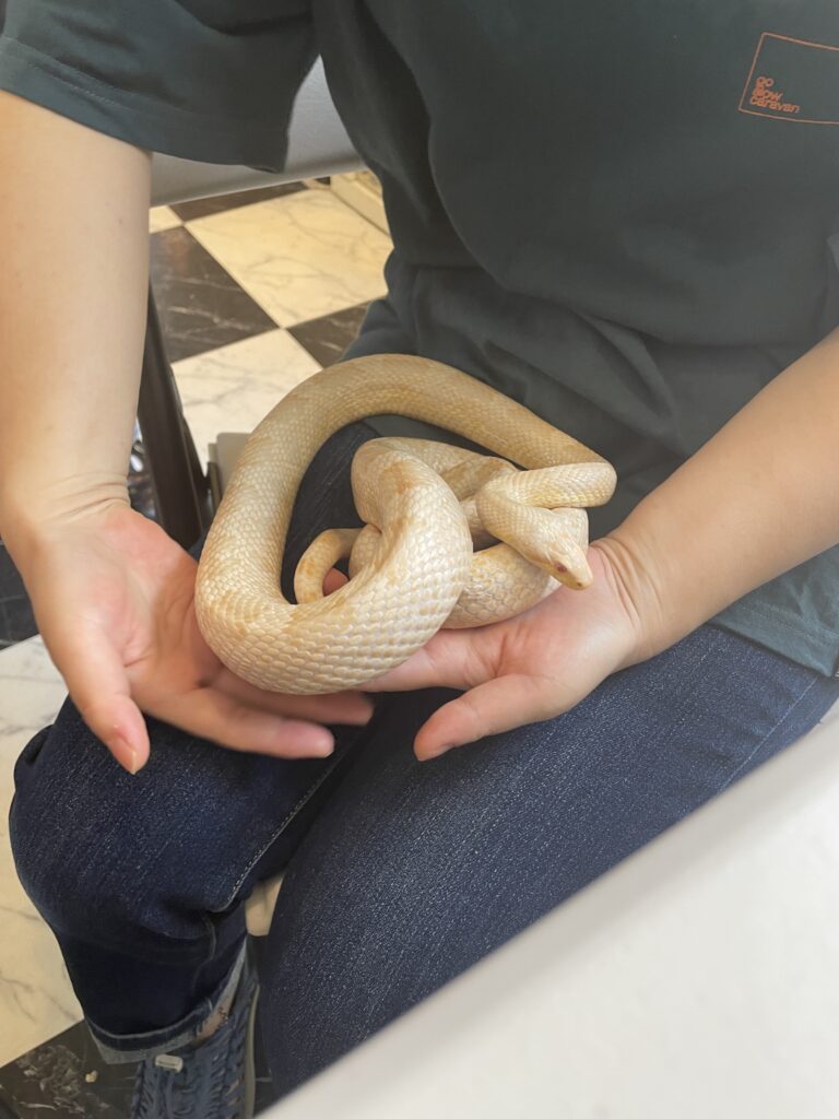  A gentle, cream-colored snake curled up comfortably on a person's lap.