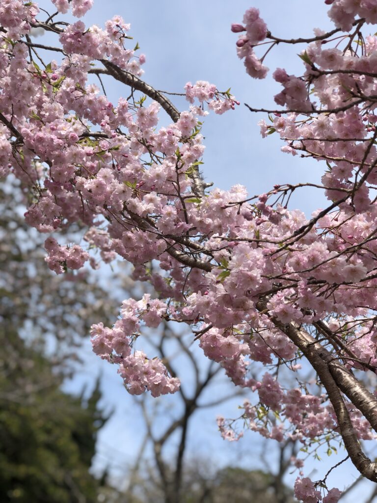 Close-up of cherry blossoms in full bloom against a blue sky.