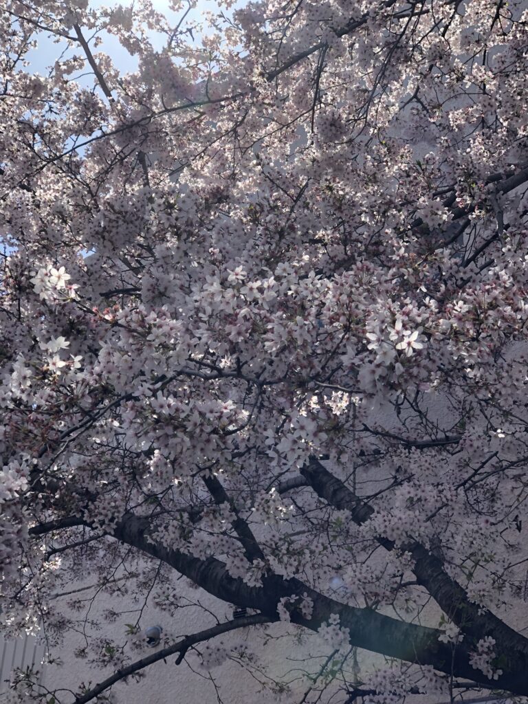  A pink tree with branches full of white and pink flowers.