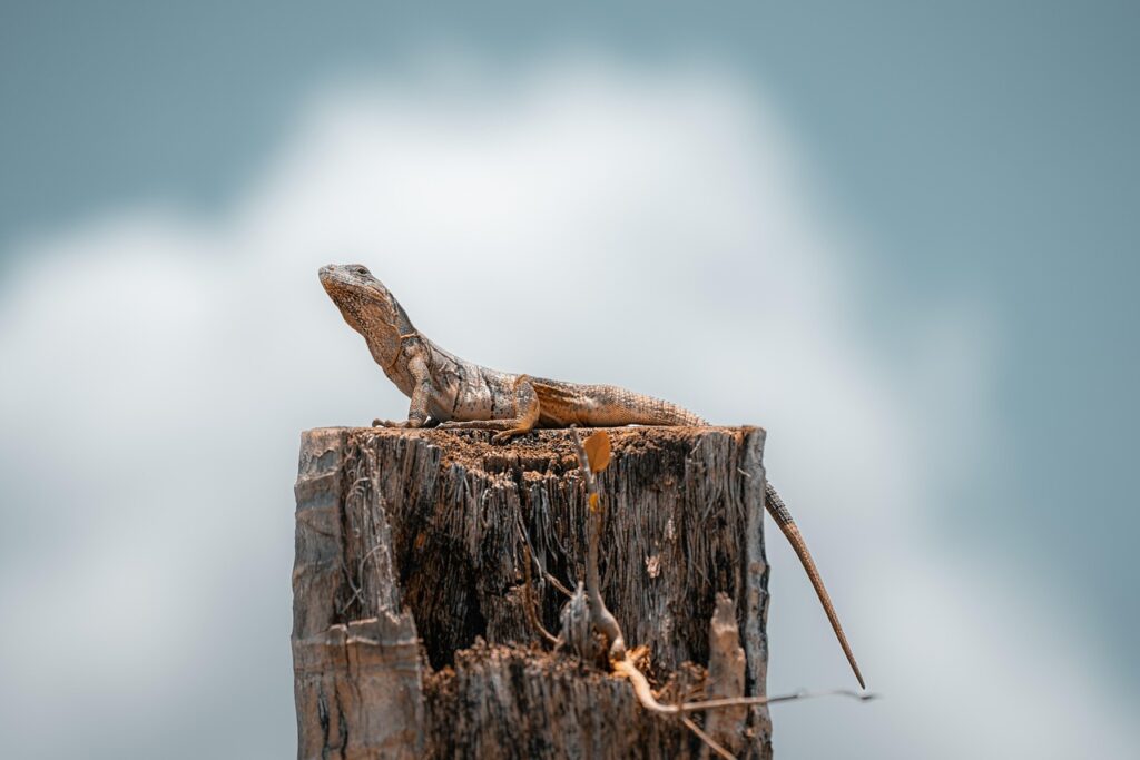 A lizard perched on top of a tree stump against a cloudy sky background in Kobe.