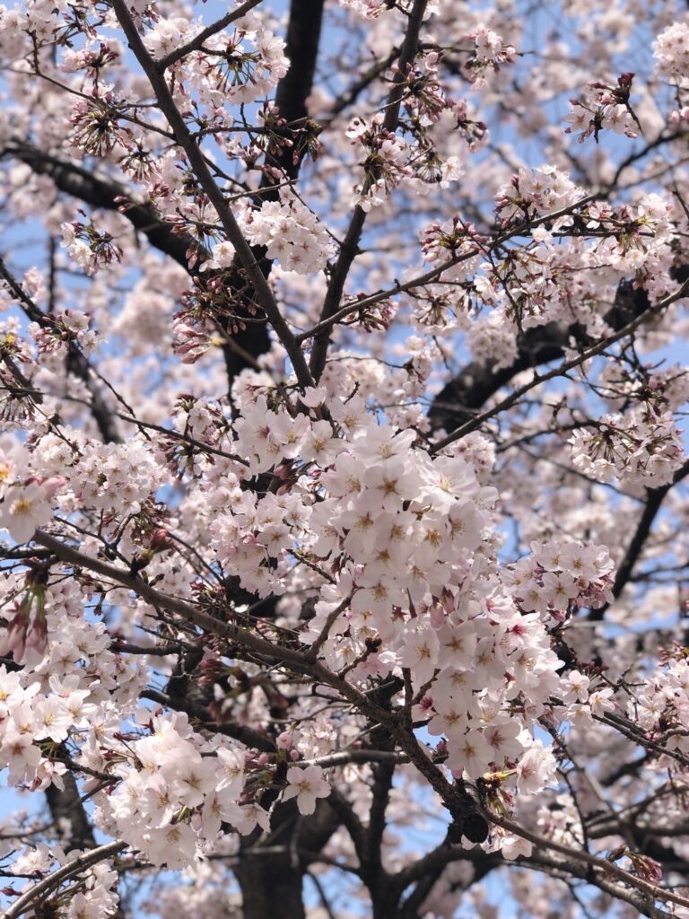  Vibrant pink double-flowered cherry blossoms in full bloom.