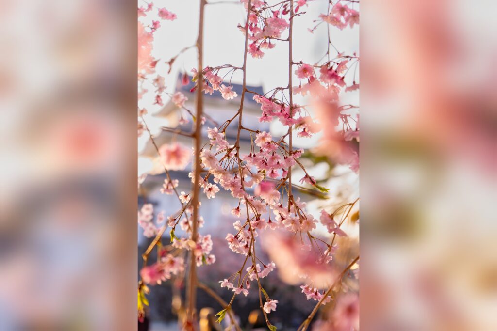 Odawara Castle surrounded by full-bloom cherry blossom trees during spring.