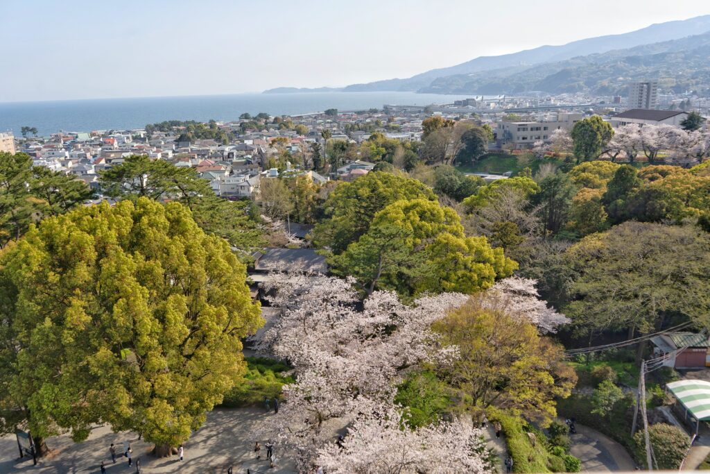 Close-up of weeping cherry blossom branches with Odawara Castle softly blurred in the background.