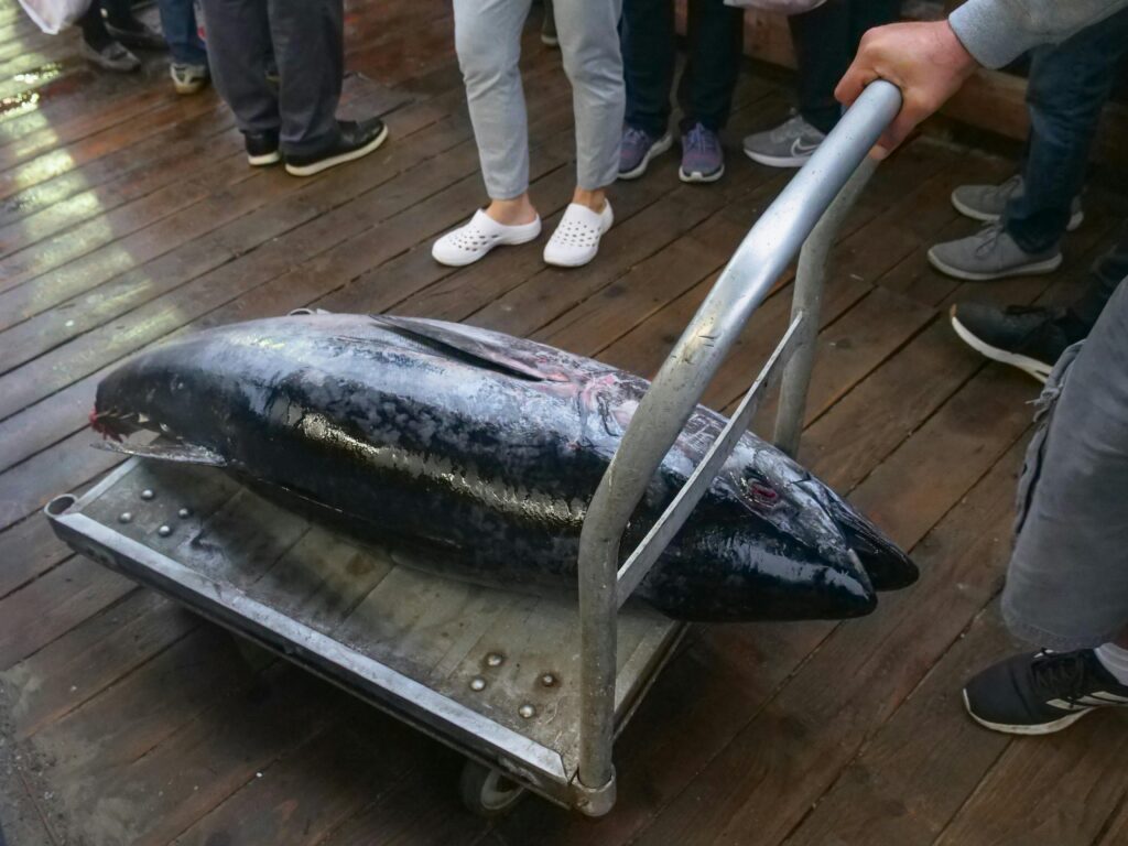 Large tuna being wheeled through Toyosu Fish Market, accessible