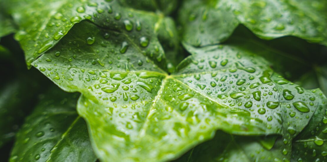 Green leaves with rain droplets after a shower