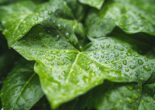 Green leaves with rain droplets after a shower
