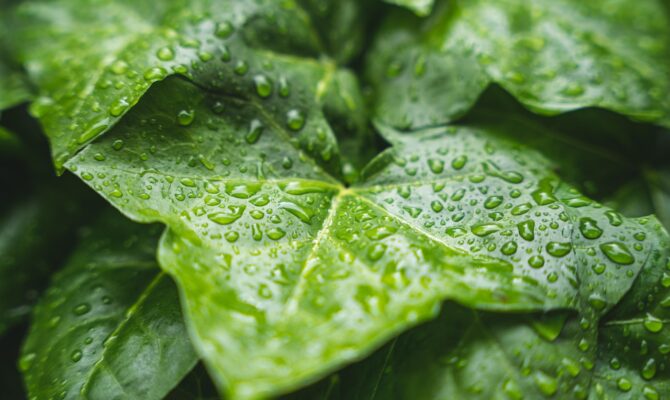 Green leaves with rain droplets after a shower