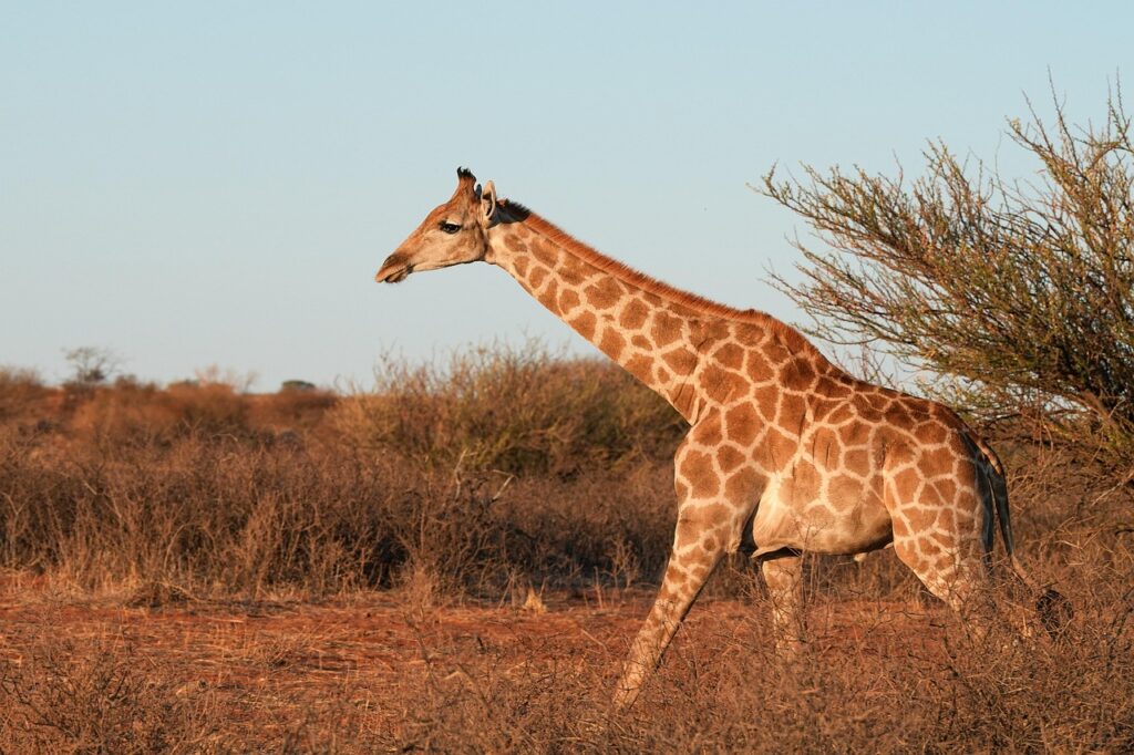 A wild giraffe walking through a dry savannah landscape.