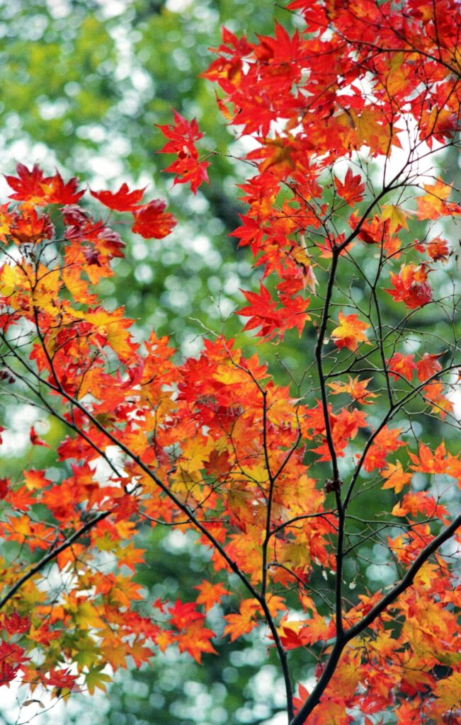 Bright red and orange maple leaves signal the arrival of autumn on Mt. Takao.