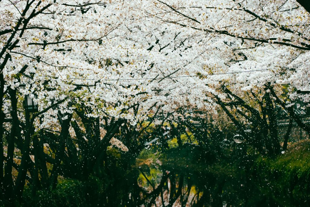 Soft pink and white cherry blossoms bloom against a backdrop of early spring forest.