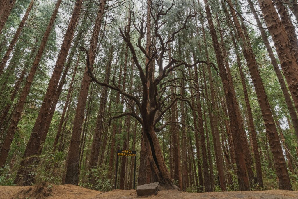 A forest path lined with towering cedar trees and a gravel hiking trail.