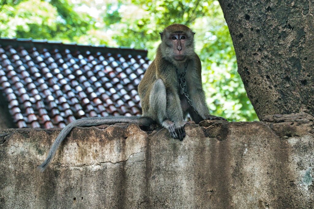 A Japanese macaque sits calmly on a concrete wall, chain visible around its neck.