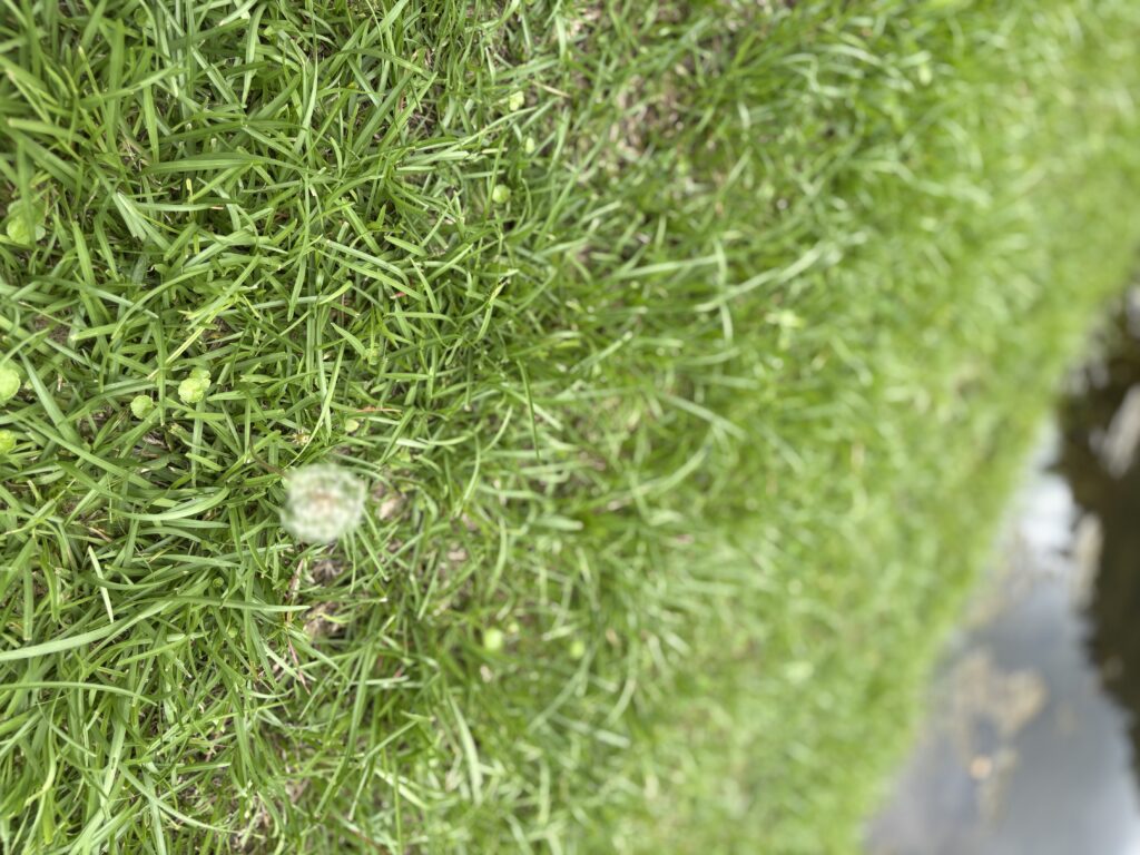 Close-up of green grass with a small white clover in focus at Morou Art Forest.