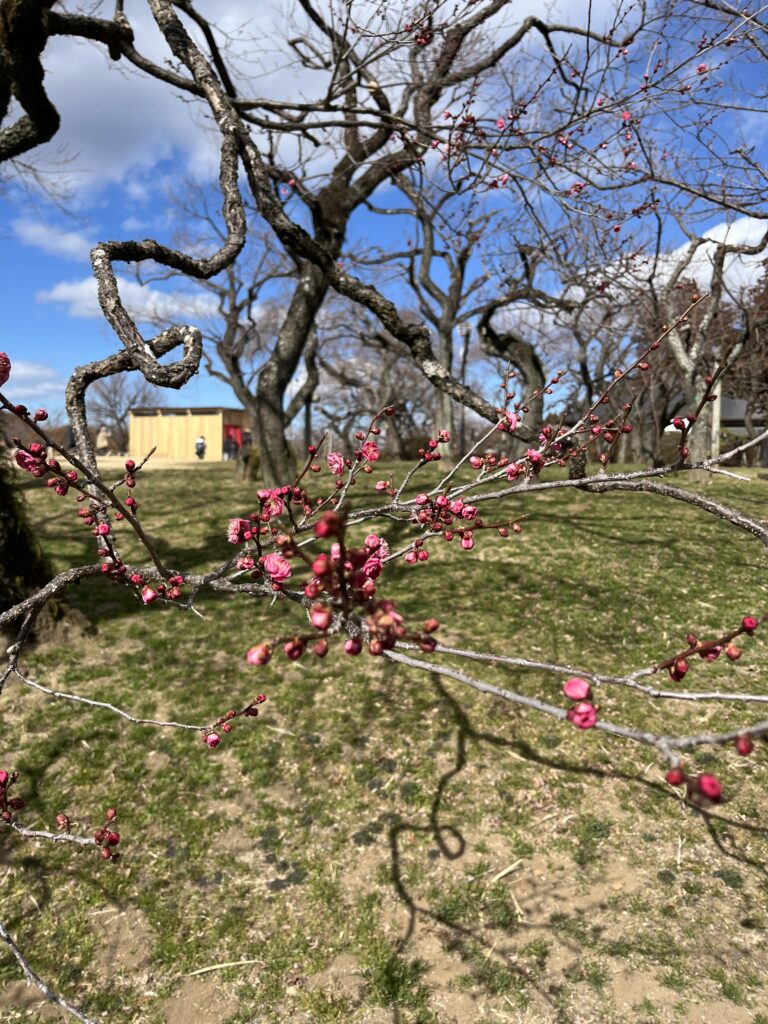 Close-up of red ume buds beginning to bloom on a twisted branch in early spring.