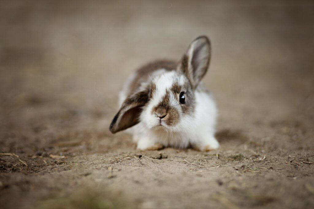 Cute baby rabbit resembling Miffy character
