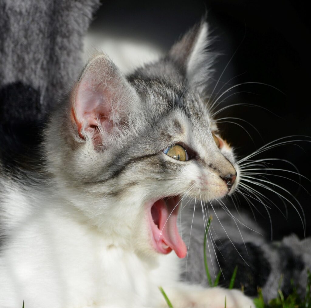 A close-up of a fluffy gray-and-white kitten with its mouth wide open, looking like it’s laughing.