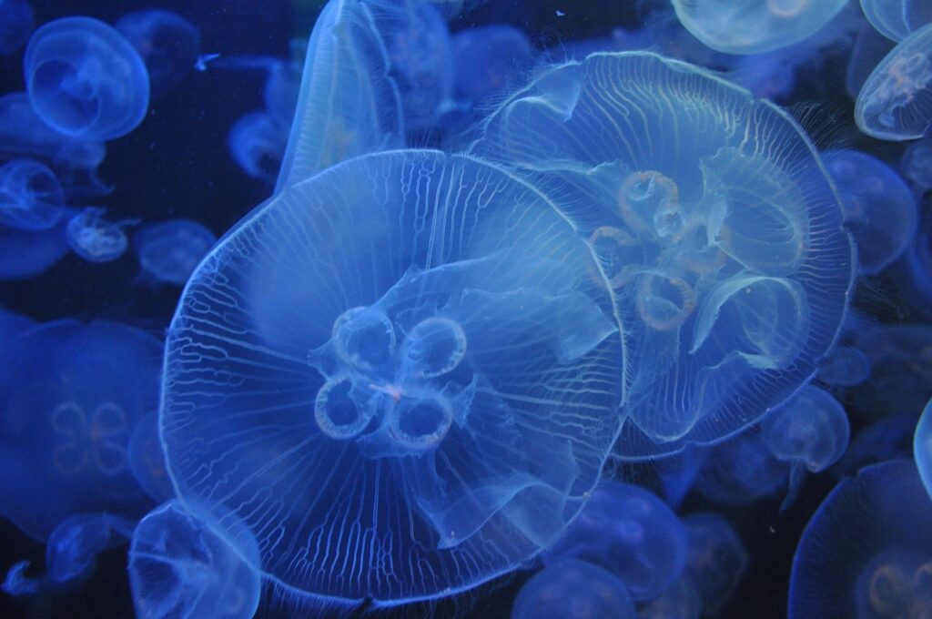 Aquarium jellyfish near Miffy Kobe collaboration