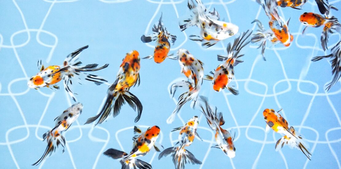 A group of vibrant goldfish with orange, white, and black patterns swimming gracefully in a clear tank at Sumida Aquarium.