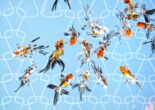 A group of vibrant goldfish with orange, white, and black patterns swimming gracefully in a clear tank at Sumida Aquarium.