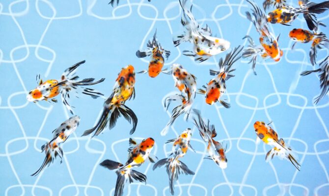 A group of vibrant goldfish with orange, white, and black patterns swimming gracefully in a clear tank at Sumida Aquarium.